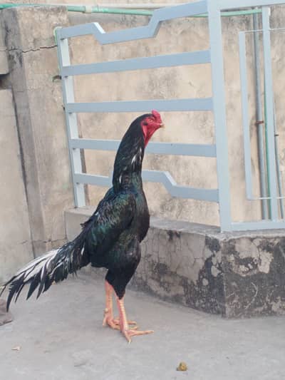 Shamo king Size Black