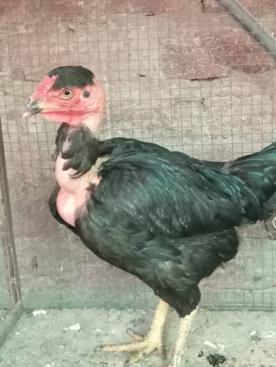 Aseel Breeder female ganji murgi
