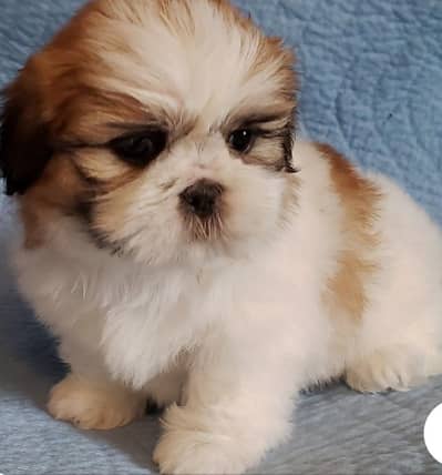 shirzu puppies available