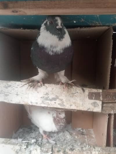 GUBARA BREEDER PAIR AND TEDDY CROSS MALE FOR SALE.