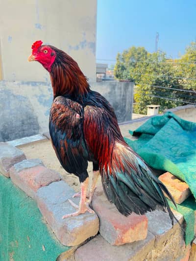 aseel lassni patha for sale