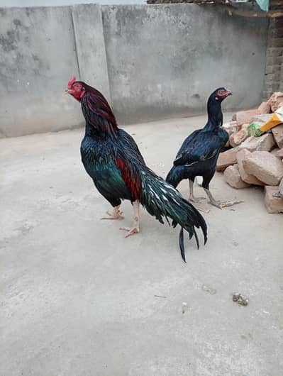 is. . pair. ka. . chiks. available. ha. hom. breed . high. kawalti. f