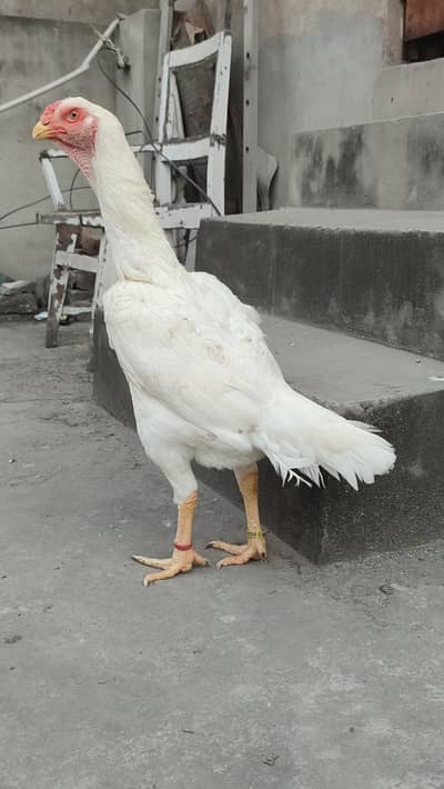 Top Quality White O Shamo  Madiyan ( Read Add )