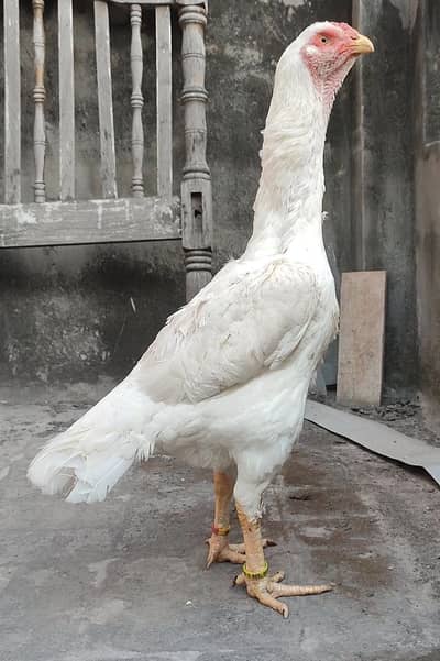 Top Quality White O Shamo  Madi