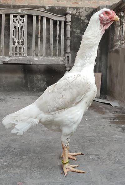 Egg Laying Top Quality White O Shamo  Madi