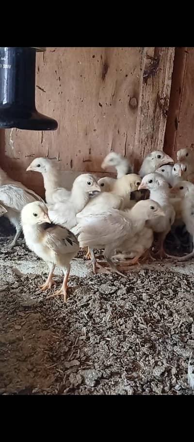 paper white Heera chicks for sale