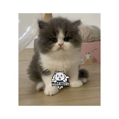 Persian British punch face piki face kitten cat available