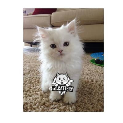 Persian British punch face piki face kitten cat available