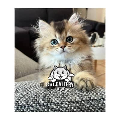 Persian British punch face piki face kitten cat available