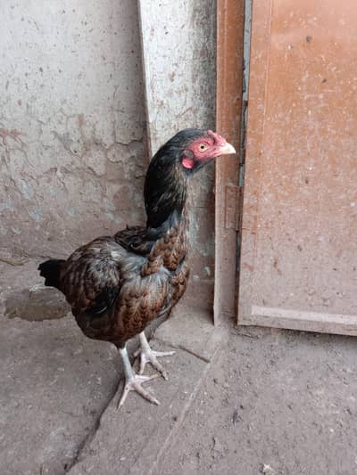 aseel murgi for sale