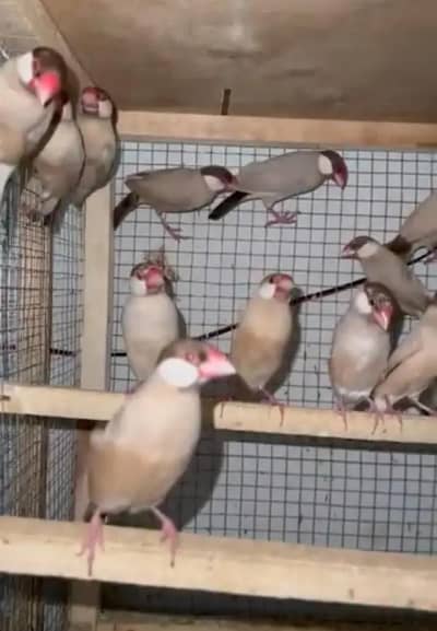 fawn java ready first breed