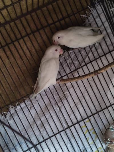 red eyes and black eyes 100%  breeder pair