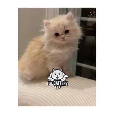 Persian British punch face piki face kitten cat available
