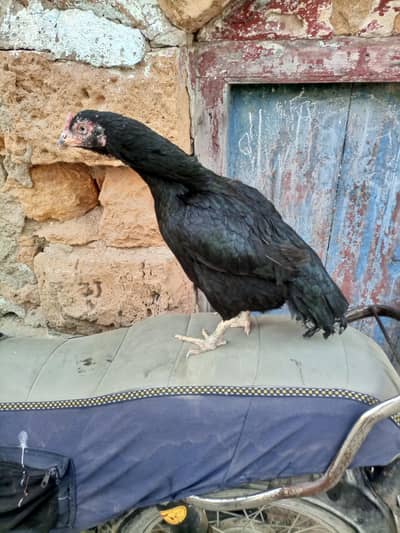 original maiwali madi