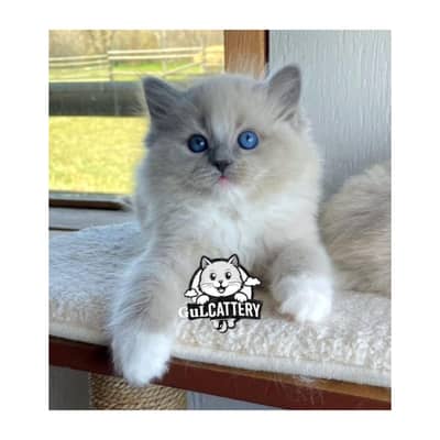 Persian British punch face piki face kitten cat available