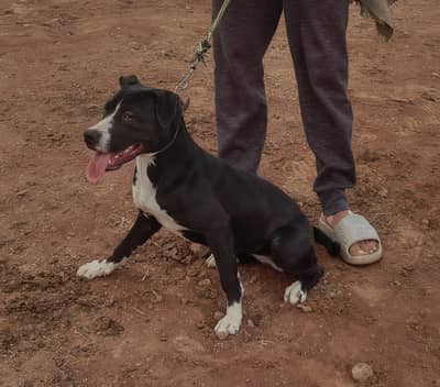 Friendly pitbull for sale