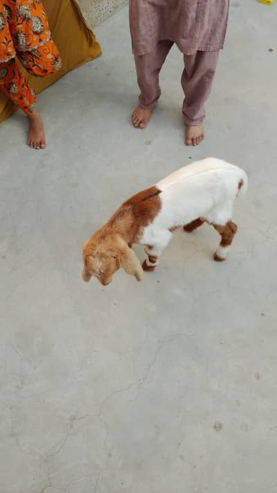 2 male bakre age 1 month