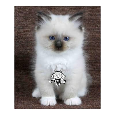 Persian British punch face piki face kitten cat available