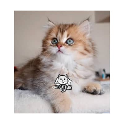 Persian British punch face piki face kitten cat available
