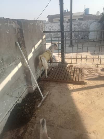 bilkil health end prfact h