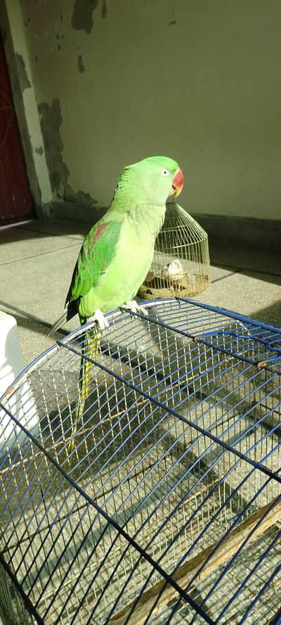 raw female Sath cage bi