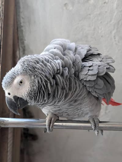 grey parrot pair