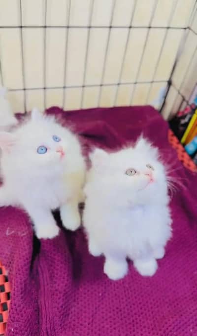 Persian Cats & Kittens for Sale may WhatsApp 03493839133
