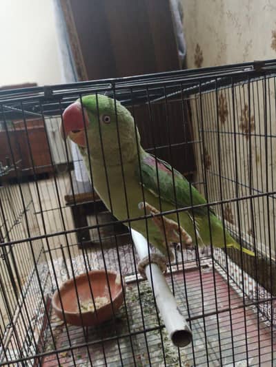 raw parrot no ya hai 03335319654