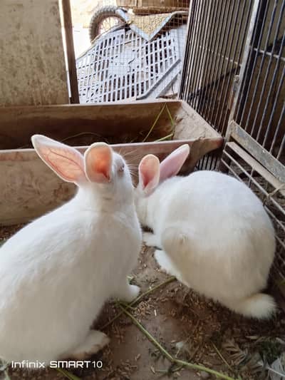 white red eyes rabbit urgent for sale female bache Dene wali hai