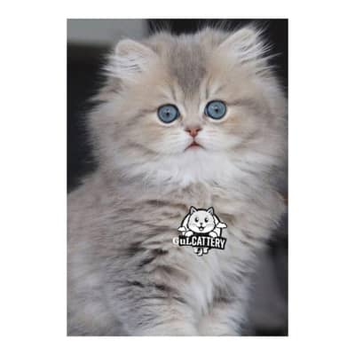 Persian British punch face piki face kitten cat available