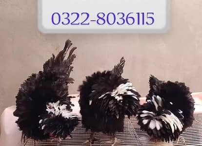 Black Polish Hens For Sale