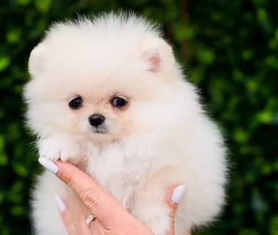 Pomeranian puppies 03425137217