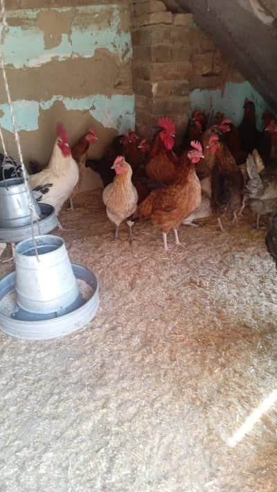 Golden misri hens for sale My WhatsApp number 03379223045