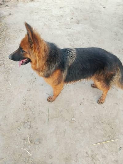 German Shepherd female