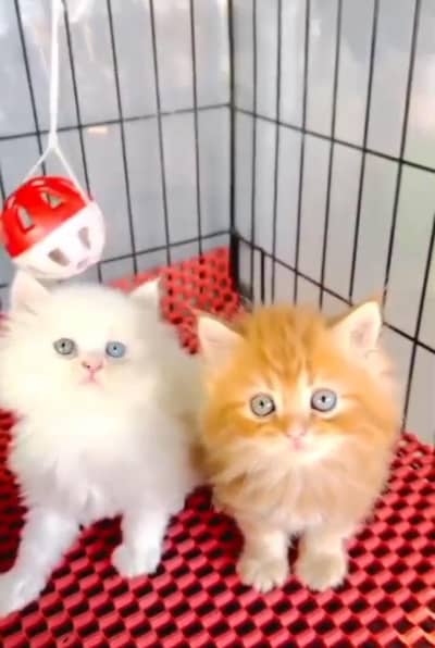 Persian Cats & Kittens for Sale may WhatsApp 03493839133