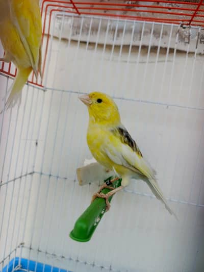 Waterslegar Canary Pair