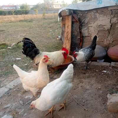 misri fayoumi pure × white lohmann fresh fertile eggs.