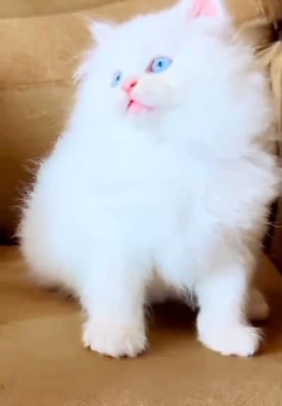 Persian Cats & Kittens for Sale may WhatsApp 03493839133