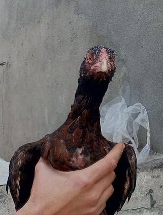 Pure Mianwali Aseel madi