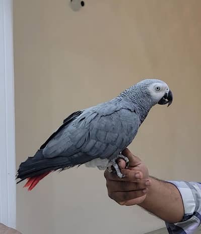 Grey Parrot for sale