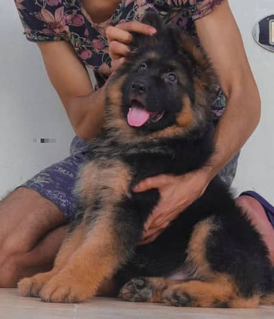 German Shepherd puppy | Long Coat puppies | Dog For Sale | GSD