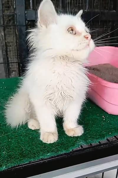 Persian Cats & Kittens for Sale may WhatsApp 03493839133