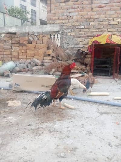 Amroha patha, 03125544226