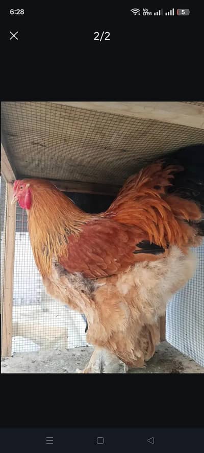 Buff Brahma Male For Sale