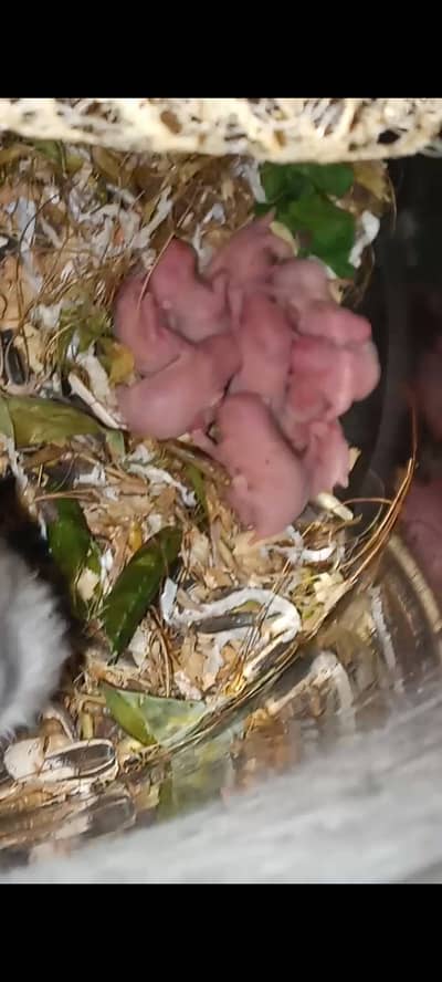 Healthy Baby Hamsters for Sale - Friendly & Playful