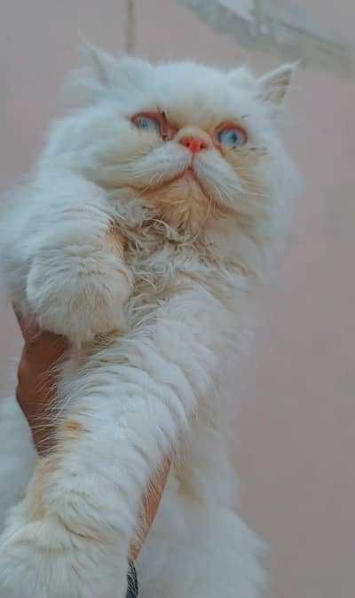 Pershion female cat Piki blue eyes