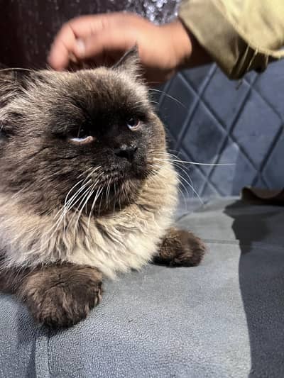 male cat ha thailand ki bread ha paso ma b kami hu gay gi