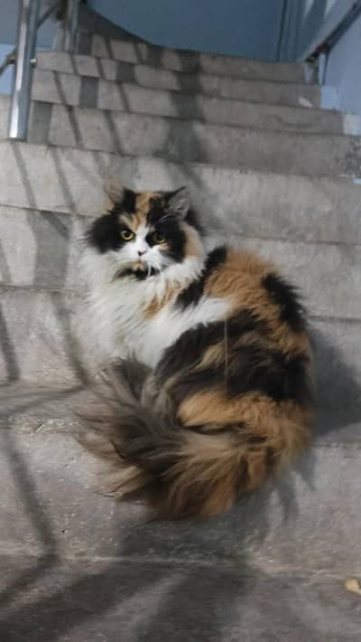 Triple Coated Rare Calico Persian Female Cat