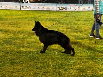 Pink Pedigree Black German Shepherd