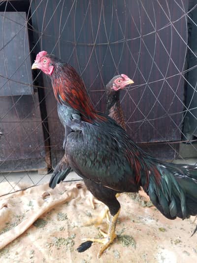 Pure Aseel Mianwali pair Egg laying Female with lakha Mushka male